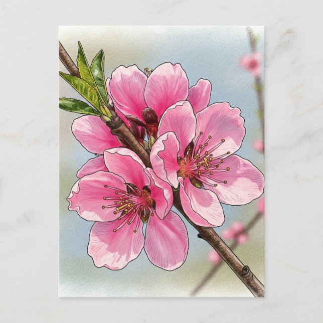 Kirschblüten-Postkarte Postcrossing Postkarte (Vorderseite)
