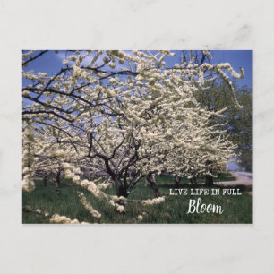 Kirschblüten Retro-Bauernhof Orchard Blüten Postkarte
