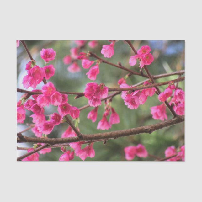 Kirschblüten Seidenpapier (Vorderseite)