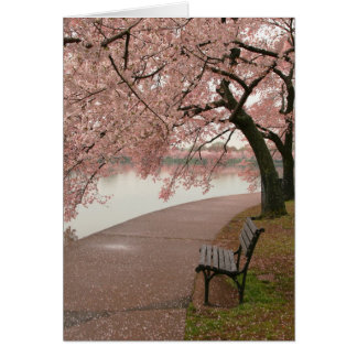 Kirschblüten und -bank