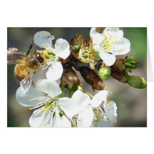 Kirschblüten und Bienen