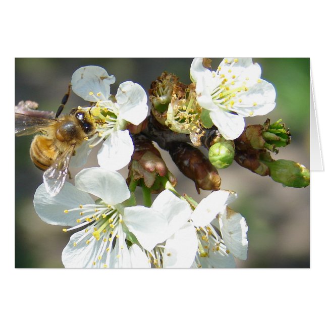 Kirschblüten und Bienen (Vorderseite (Horizontal))