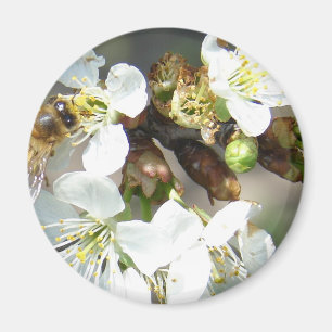 Kirschblüten und Bienen Magnet