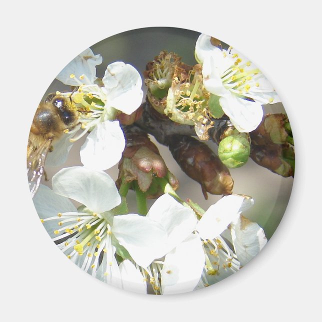 Kirschblüten und Bienen Magnet (Vorne)