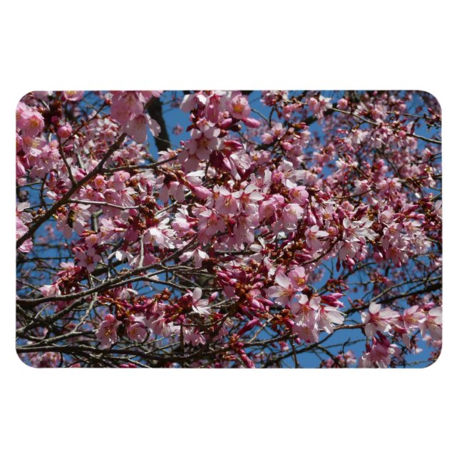 Kirschblüten und Blauer Himmelsblüte Magnet (Horizontal)