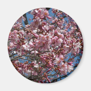 Kirschblüten und Blauer Himmelsblüte Magnet