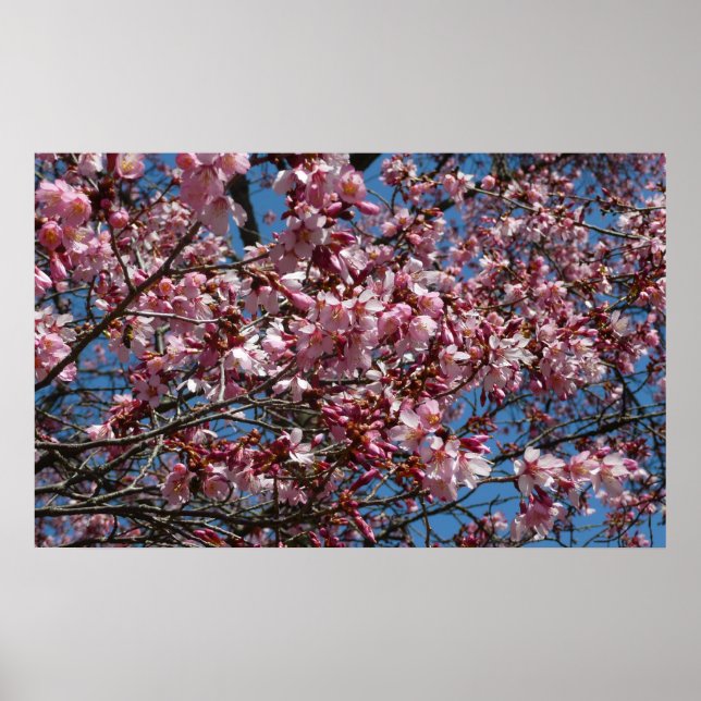 Kirschblüten und Blauer Himmelsblüte Poster (Vorne)
