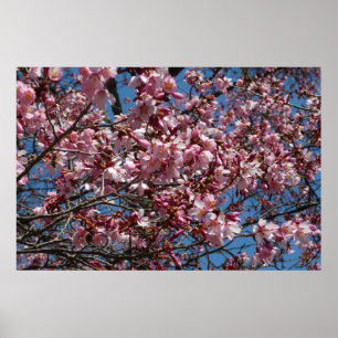 Kirschblüten und Blauer Himmelsblüte Poster