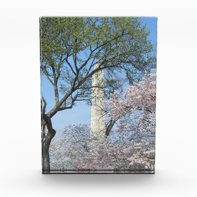 Kirschblüten und das Washington Monument Fotoblock (Vorderseite)