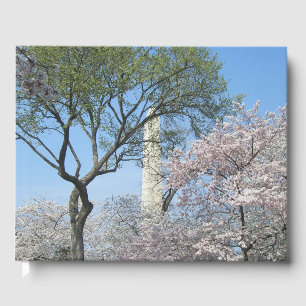 Kirschblüten und das Washington Monument in DC Gästebuch