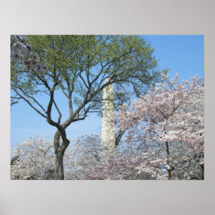 Kirschblüten und das Washington Monument in DC Poster