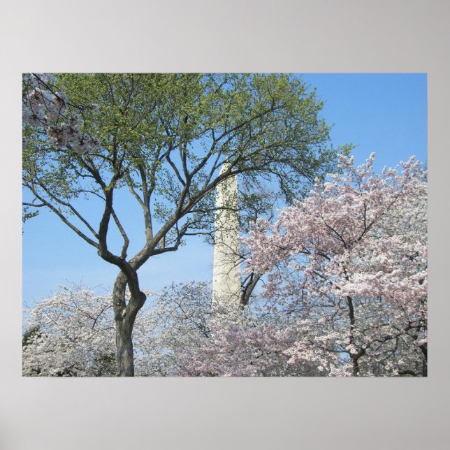 Kirschblüten und das Washington Monument in DC Poster (Vorne)