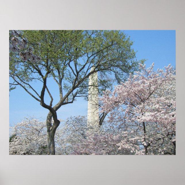 Kirschblüten und das Washington Monument in DC Poster (Vorne)