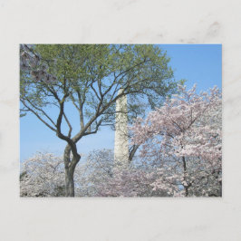 Kirschblüten und das Washington Monument in DC Postkarte