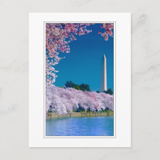 Kirschblüten und das Washington Monument Postkarte (Vorderseite)
