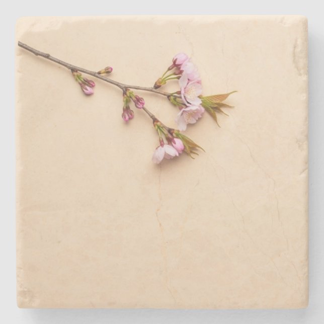 Kirschblüten- und Gänseblümchen-Hintergrund Steinuntersetzer (Vorderseite)
