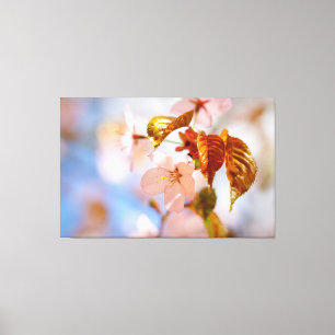 Kirschblüten und Orangenblätter zur Frühlingszeit Leinwanddruck