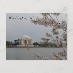 Kirschblüten: Washington, D.C. Postcard Postkarte