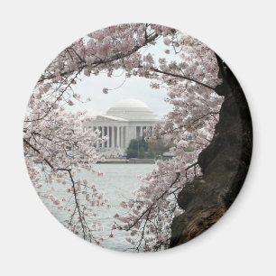 Kirschblüten-Washington DC Magnet