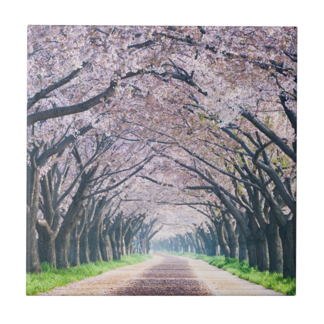 Kirschblüten-Weg Fliese (Vorderseite)