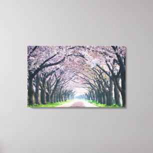 Kirschblüten-Weg Leinwanddruck