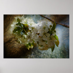Kirschblüten-Wunder Poster