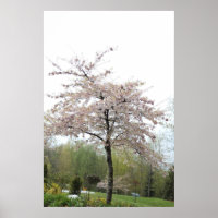 Kirschblütenbaum im Regen