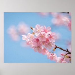 Kirschblütenzweig auf blauem Himmel Poster