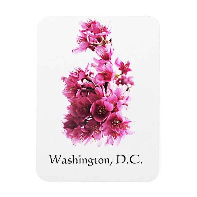 Kirsche blüht in Washington, D.C. Magnet (Vertikal)