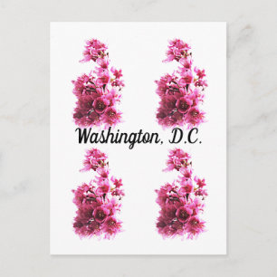 Kirsche blüht in Washington, D.C. Postkarte