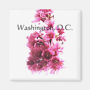 Kirsche blüht. Washington, D.C. Magnet