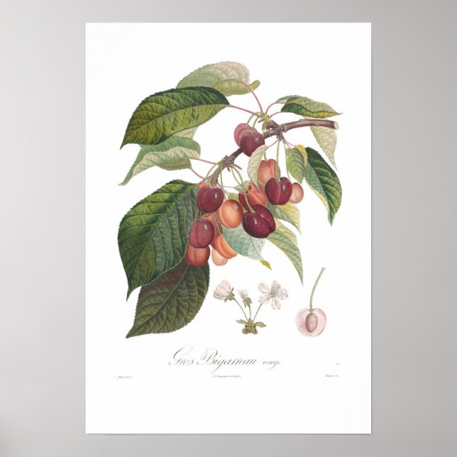 Kirsche, herzförmig poster (Vorne)