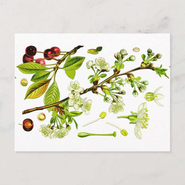 Kirsche Postkarte (Vorderseite)