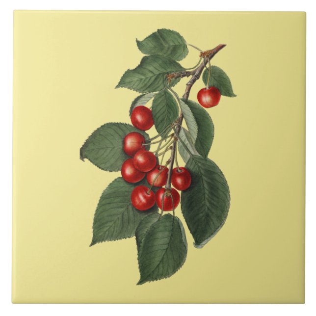 Kirschen ~ Botanisches Tile ~ Küche ~ Jede Farbe ~ Fliese (Vorderseite)