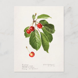 Kirschen (Prunus Avium) Frucht Aquarellmalerei Postkarte