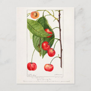 Kirschen (Prunus Avium) Frucht Aquarellmalerei Postkarte