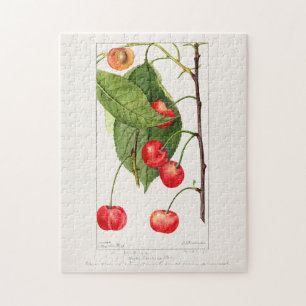 Kirschen (Prunus Avium) Frucht Aquarellmalerei Puzzle