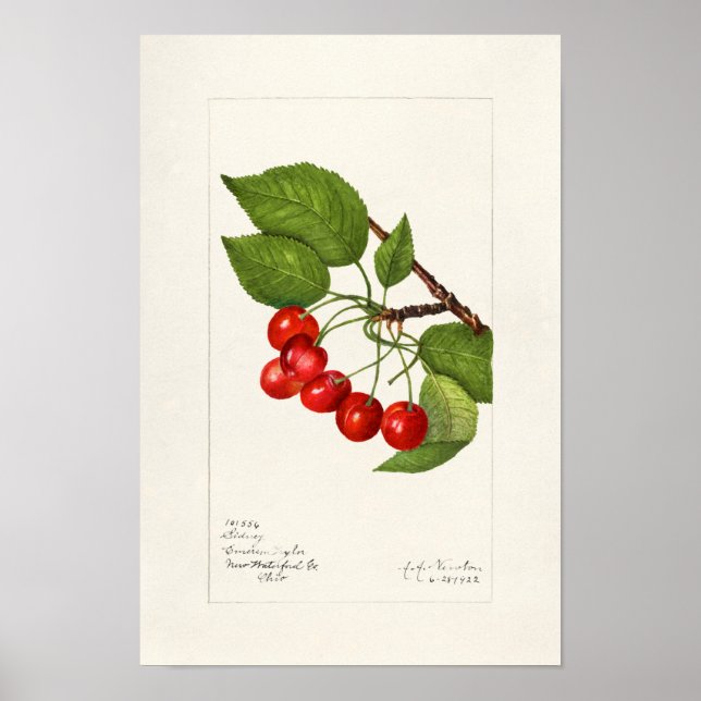 Kirschen (Prunus Avium) Fruchtfarben Poster (Vorne)