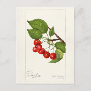 Kirschen (Prunus Avium) Fruchtfarben Postkarte