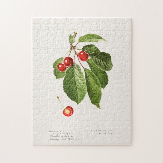 Kirschen (Prunus Avium) Fruchtfarben Puzzle (Vertikal)
