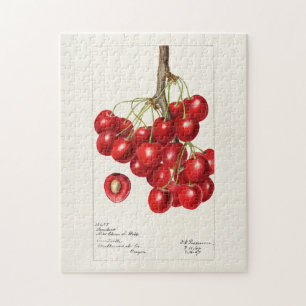 Kirschen (Prunus Avium) Fruchtfarben Puzzle