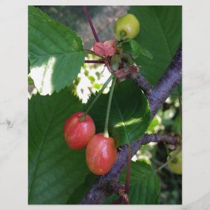 Kirschen werden rot