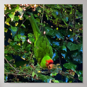 Kirschkopf-Conure #1 Poster