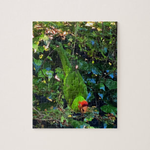 Kirschkopf-Conure #1 Puzzle
