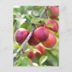 Kirschpflaume am Zweig Postkarte