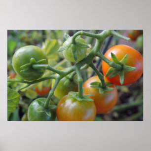Kirschtomaten auf dem Plakatdruck des Fotos Poster
