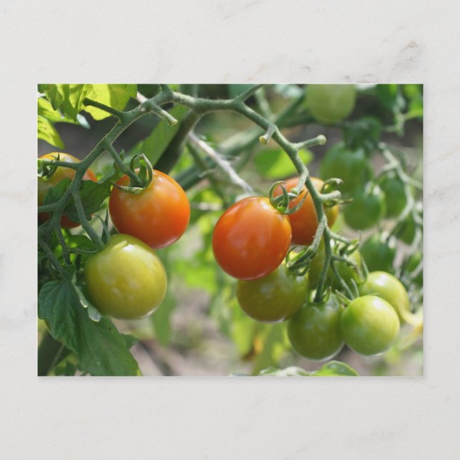 KirschTomaten auf Weinnatur Postkarte (Vorderseite)