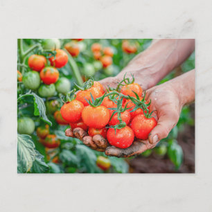 Kirschtomaten für frische Reben Feiertagspostkarte