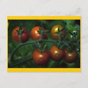 Kirschtomaten Postkarte