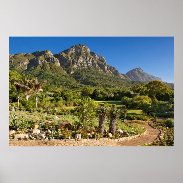 Kirstenbosch Botanic Gardens, Kapstadt Poster (Vorne)